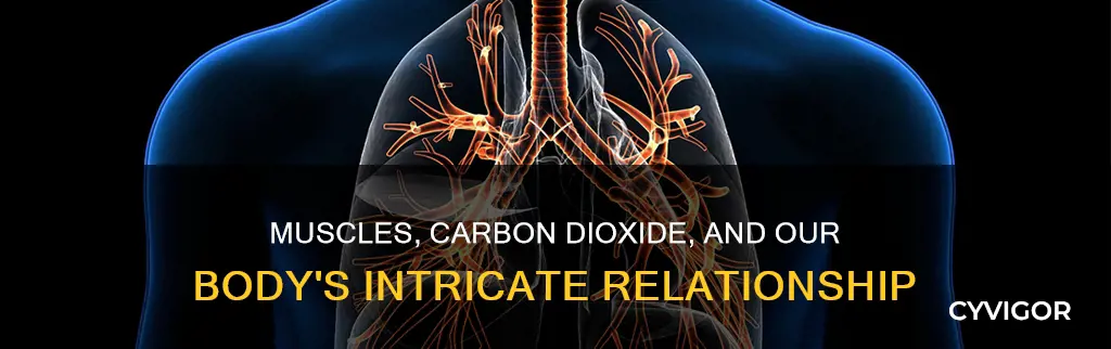 do muscles produce carbon dioxide