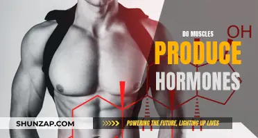 Muscles: Unseen Hormone Factories in Our Bodies