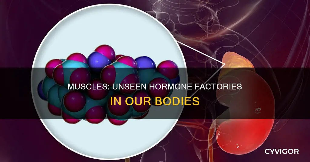 do muscles produce hormones