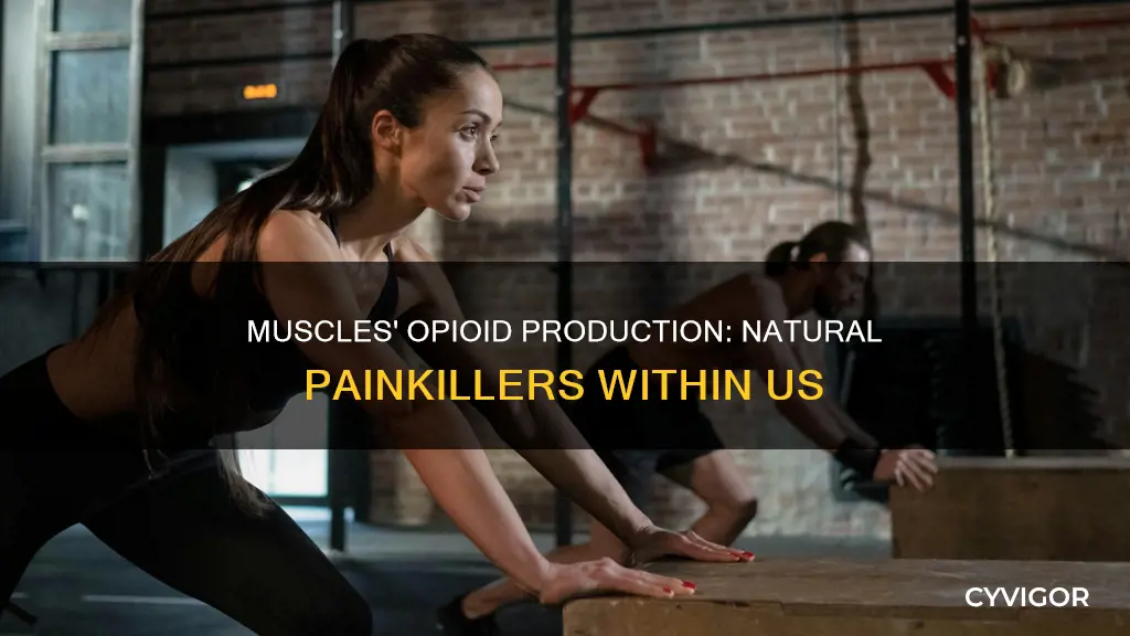 do muscles produce opiods