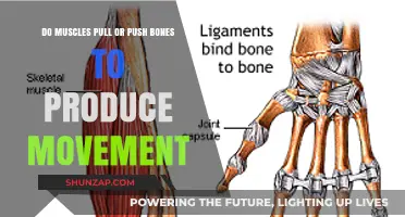 Muscles' Role in Movement: Pushing or Pulling Bones for Action