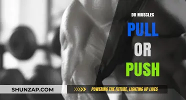 Muscles: Understanding Their Role in Pushing and Pulling Movements