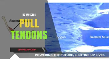Do Muscles Pull Tendons? Understanding the Muscle-Tendon Connection