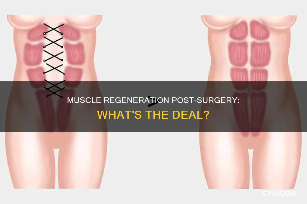 do muscles regenerate after surgery