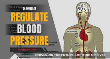 Muscle Function and Blood Pressure Control
