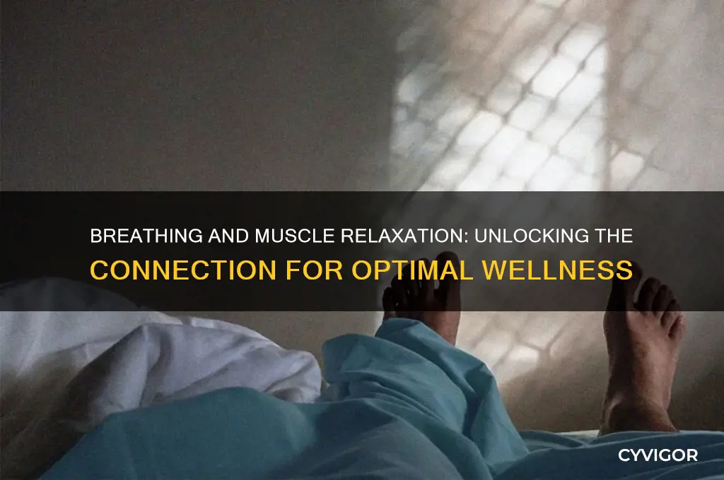 do muscles relax when you breathing