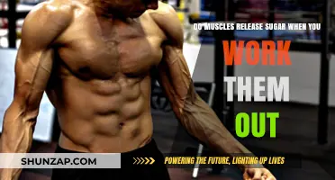 Muscle Metabolism: Do Workouts Release Sugar from Muscles?