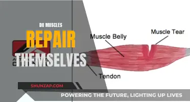 Muscle Repair: Do They Heal Themselves?