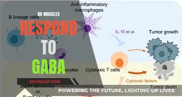 GABA and Muscle Response: What's the Connection?