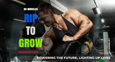 Muscle Growth Myths: Do Muscles Really Rip to Grow?