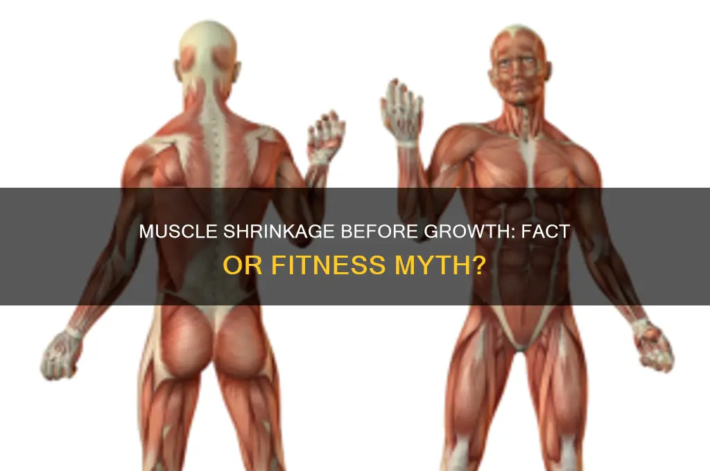 do muscles shrink before they grow