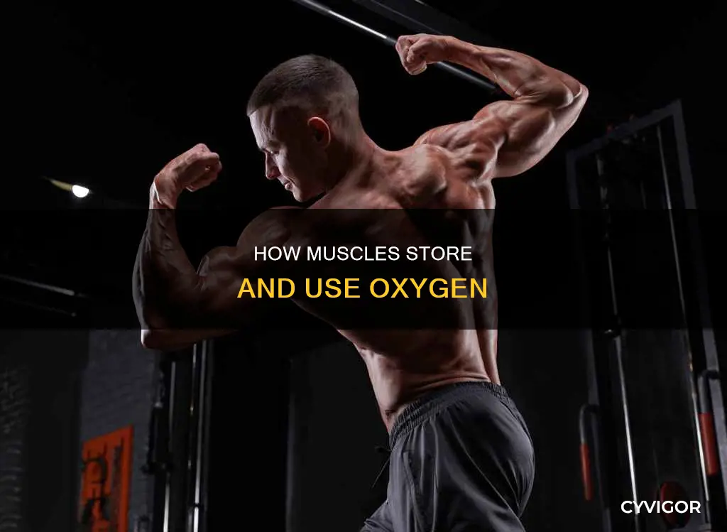 do muscles store oxygen