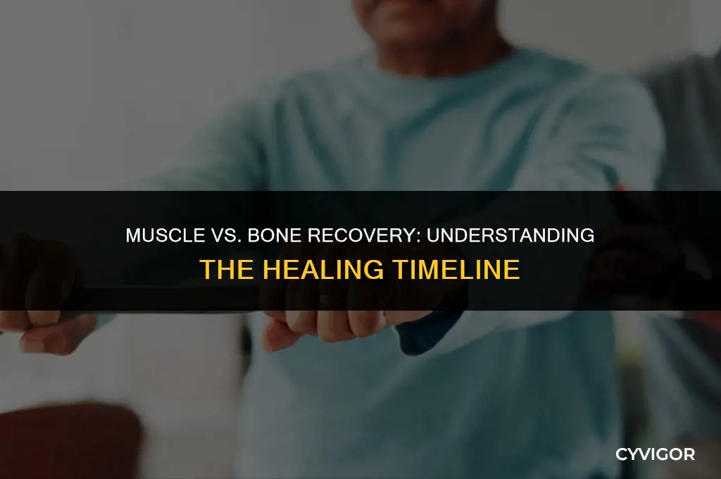 do muscles take to get to recover than bone