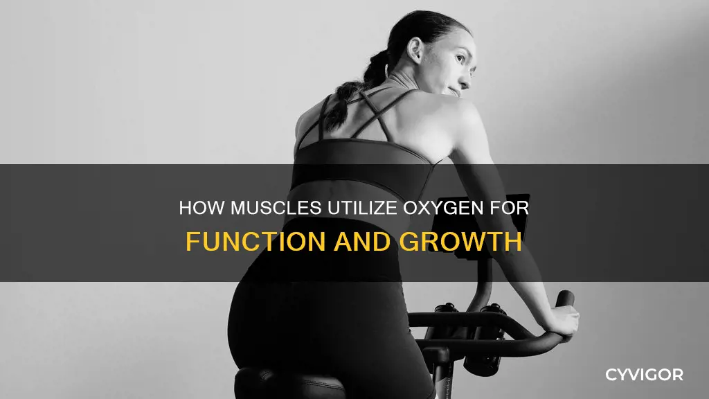 do muscles take up oxygen