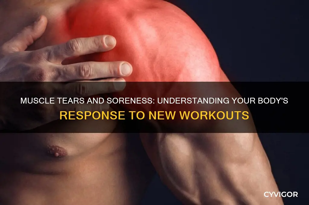 do muscles tare when first working out
