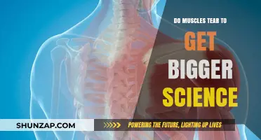 The Science Behind Muscle Growth: Do Muscles Really Tear to Get Bigger?
