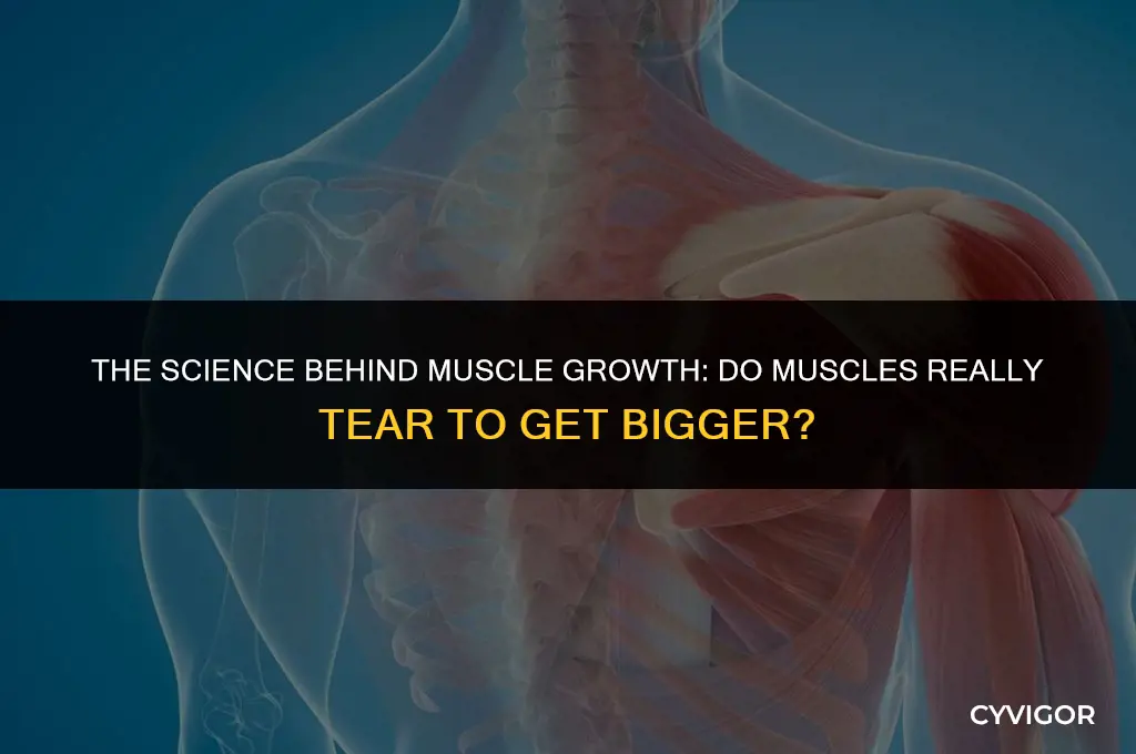 do muscles tear to get bigger science