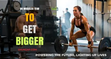 The Truth About Muscle Tears and Growth: A Fitness Myth Debunked