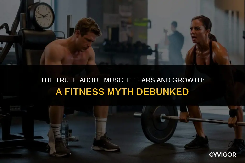 do muscles tear to get bigger