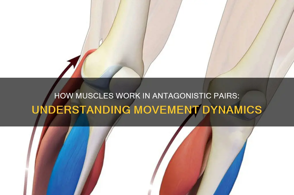 do muscles work in antagonistic pairs