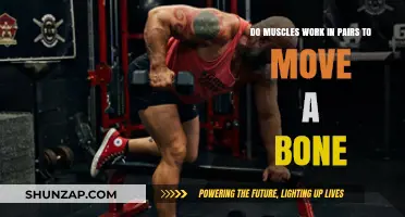 Muscle Pairs: How They Collaborate to Move Bones Effectively