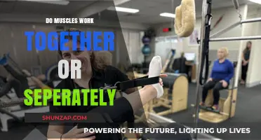 Muscle Synergy: Do Muscles Work Together or Independently?