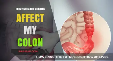 Exploring the Connection: Stomach Muscles and Colon Health