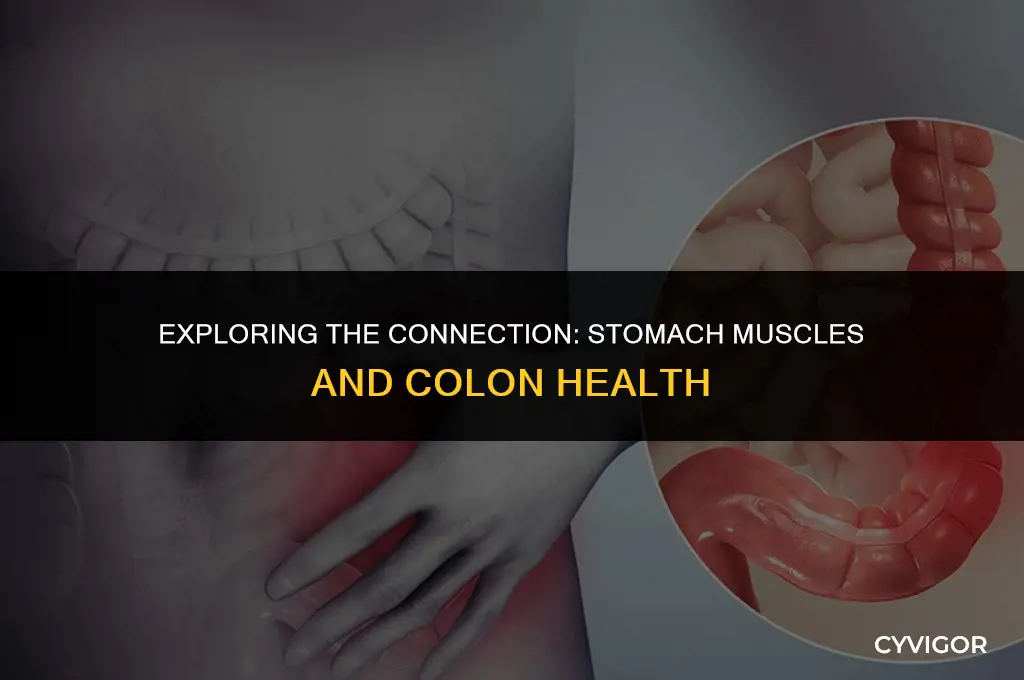 do my stomach muscles affect my colon