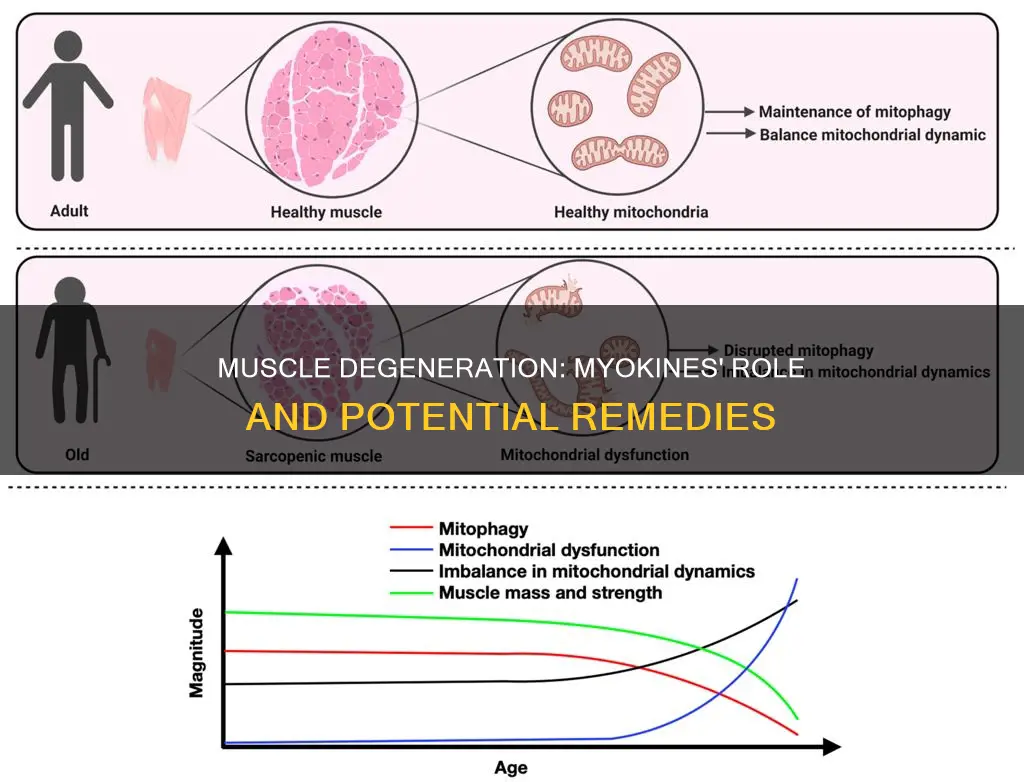 do myokines promote muscle degeneration