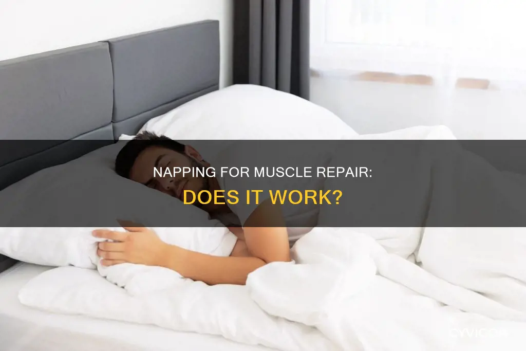 do naps repair muscle
