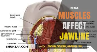 Exploring the Connection: How Neck Muscles Influence Your Jawline