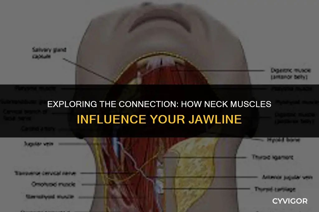 do neck muscles affect jawline