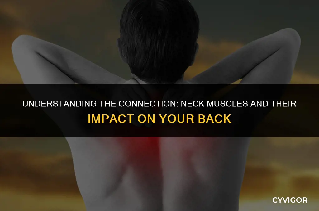 do neck muscles go down your back