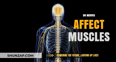 Exploring the Intricate Relationship Between Nerves and Muscles
