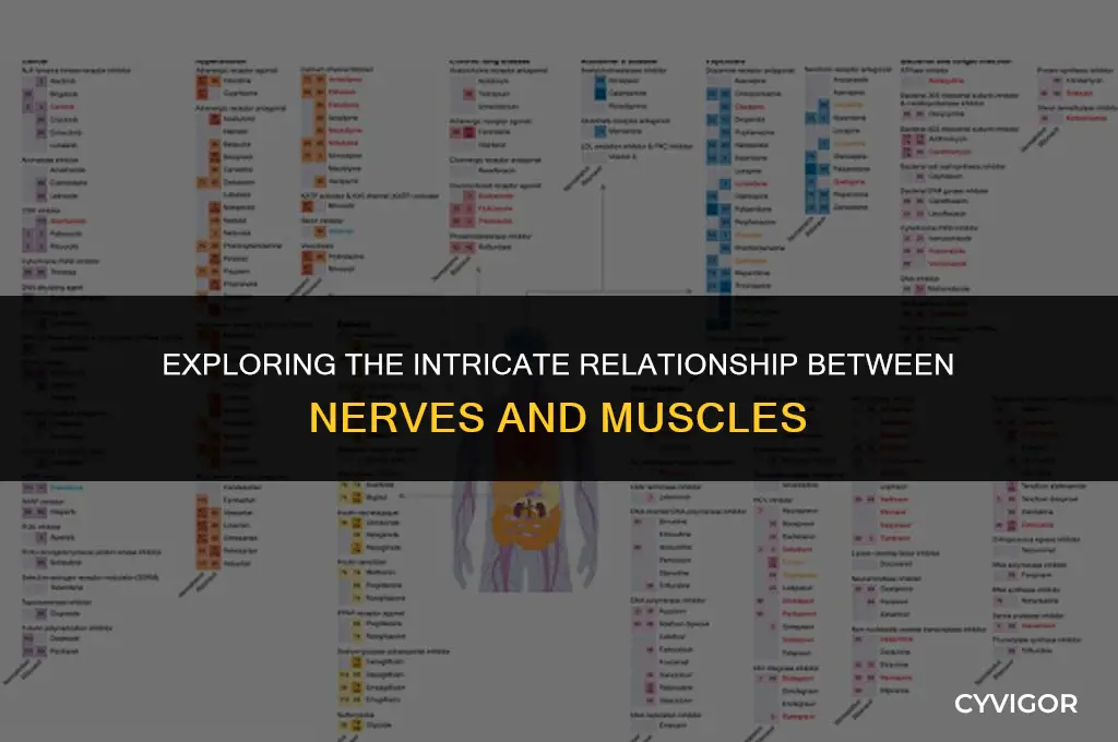 do nerves affect muscles