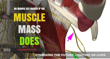 Exploring the Relationship Between Muscle Mass and Nerve Size
