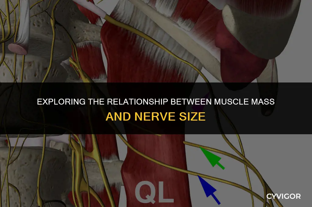 do nerves get bigger if the muscle mass does
