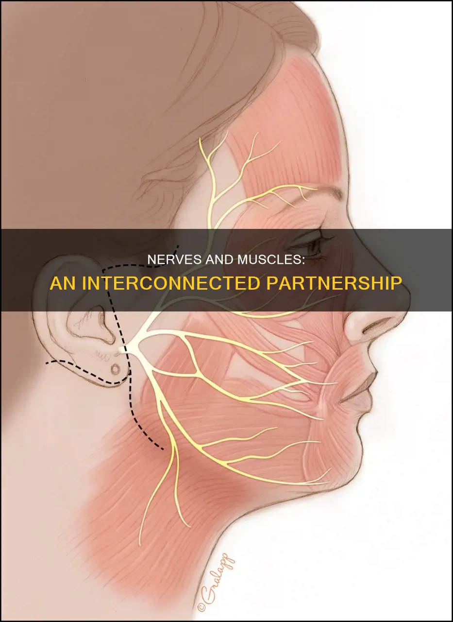 do nerves travel through muscles