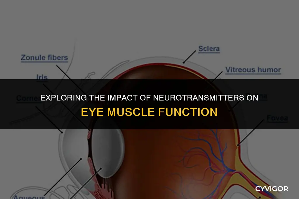 do neurotransmitters affect eye muscles