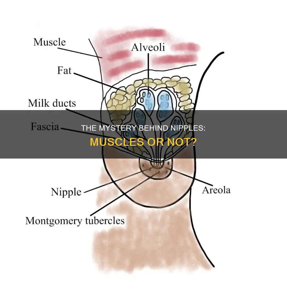 do nipples have muscles