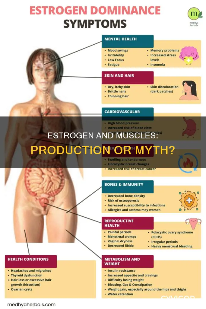 do no muscles produce estrogen