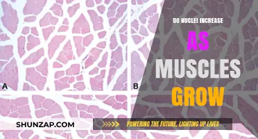 Muscle Growth and Nuclei: Understanding Their Role in Hypertrophy