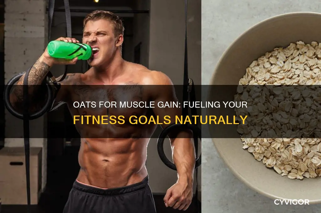 do oats help gain muscle