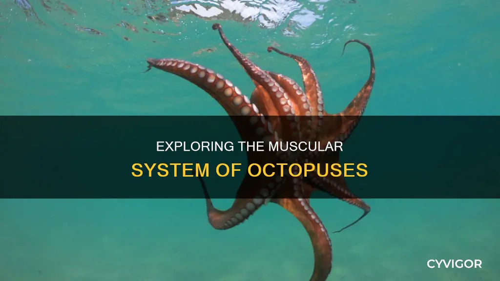 do octopus have muscles
