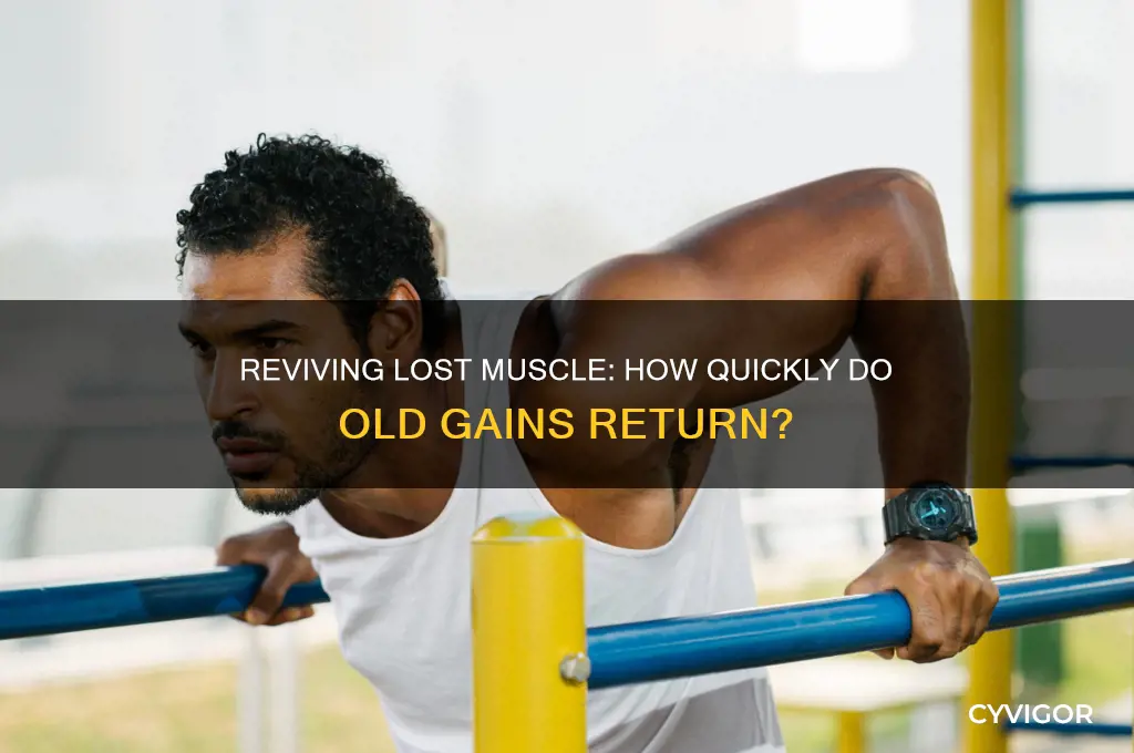 do old muscle gains come back faste