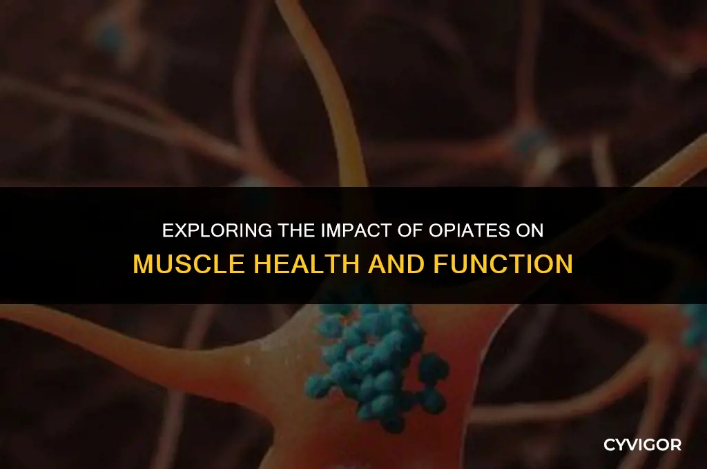 do opiates affect muscles