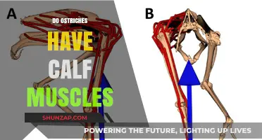 Unveiling the Secrets of Ostrich Calf Muscles: A Deep Dive
