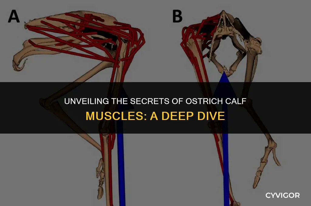 do ostriches have calf muscles