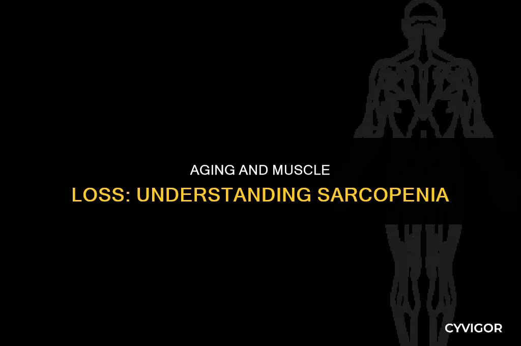 do our muscles shrink up as we get old