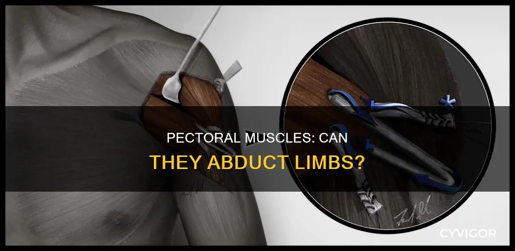 do pectoral muscle abduct limb